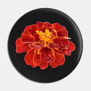 Tagetes patula &#39;Red Cherry&#39; French marigold Pin