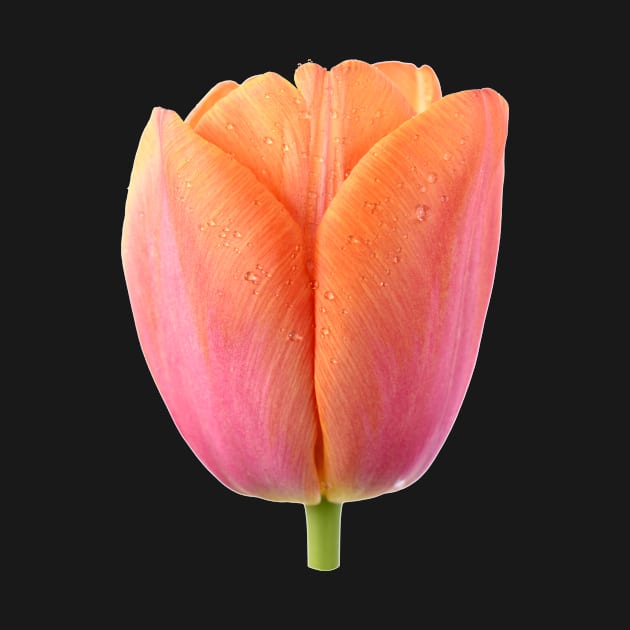 Tulipa  &#39;Orange Dynasty&#39;    Triumph Tulip by chrisburrows