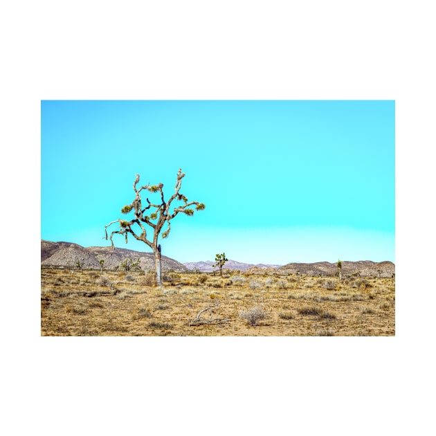 Joshua Tree National Park, California by Gestalt Imagery