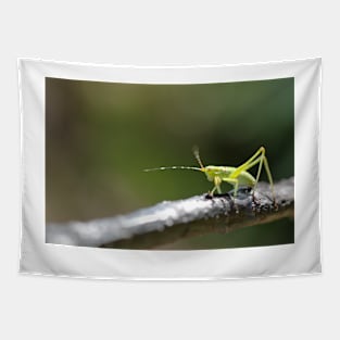 Katydid Tapestry