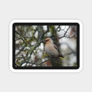 Waxwing Magnet