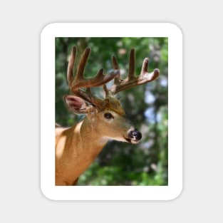 As smooth as velvet - White-tailed Deer Magnet