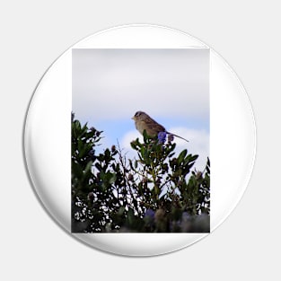 White crowned sparrow in a blue blossom Ceanothus Thyrsiflorus bush 3 Pin