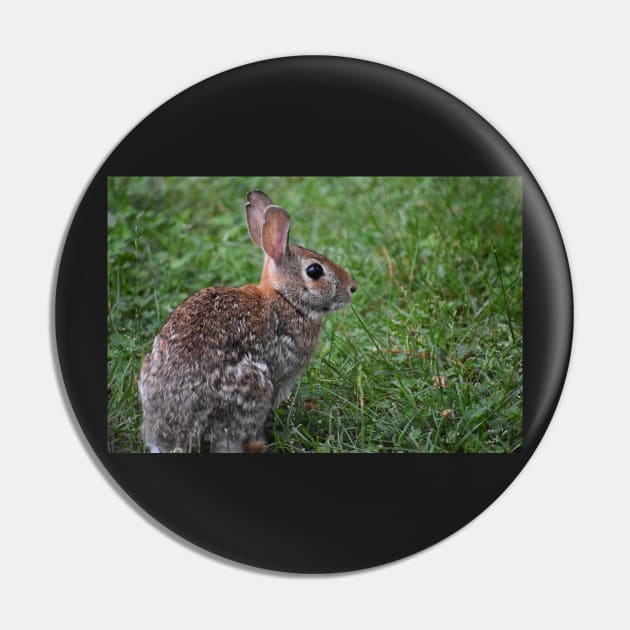 Eastern Cottontail  Pin by ToniaDelozier