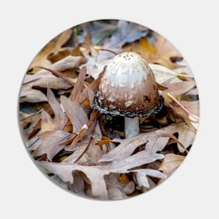 Ink cap mushroom on fall oak leaves Pin