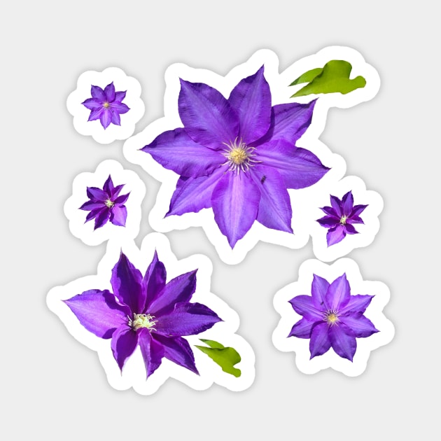 Purple Clematis Flower Grouping Magnet by Moonlit Midnight Arts