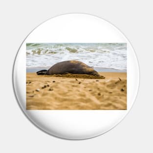 Hawaiian monk seal 2 Pin