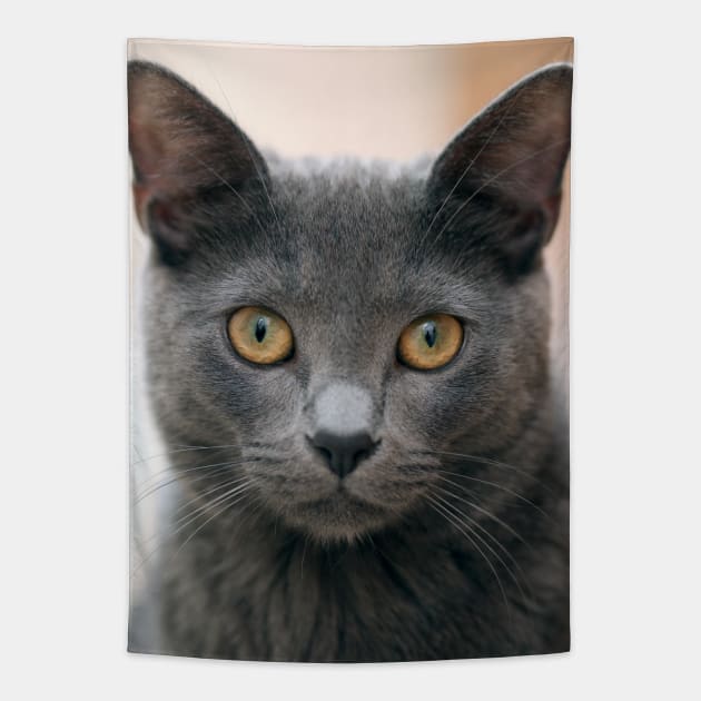 Russian Blue Cat Tapestry by Kelly Louise Art