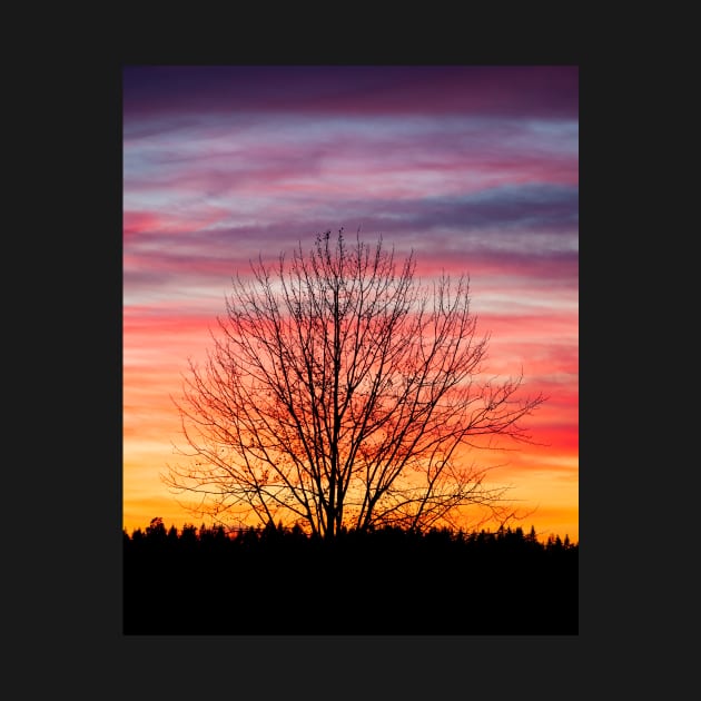 Tree silhouette and beautiful vibrant sunset clouds by Juhku