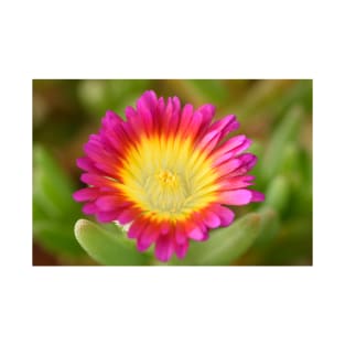 Delosperma cooperi  Hot Pink Wonder  &#39;Wowdry1&#39;  Wheels of Wonder Series T-Shirt