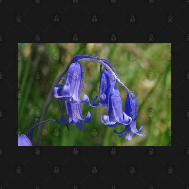 Bluebell in the shade by AH64D