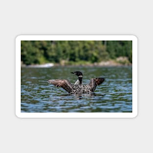 Common Loon Wing Spread Magnet