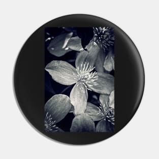 Clematis in Monochrome Pin