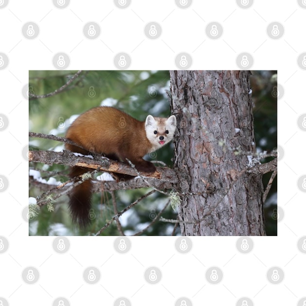 Pine Marten - Algonquin Park by Jim Cumming