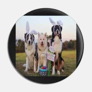 Australian Shepherds Enjoying Easter Pin