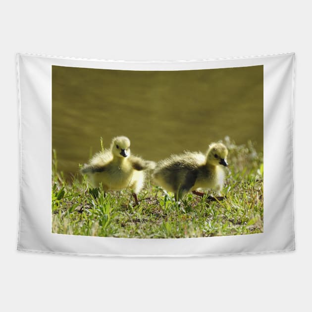 Baby goslings, Canadian Geese, wildlife gifts Tapestry by sandyo2ly