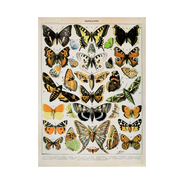 Papillon III Vintage French Butterfly & Moth Chart by Adolphe Millot by wildtribe