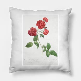 Red Cabbage Rose,  Bengal eyelet by Pierre-Joseph Redouté Pillow