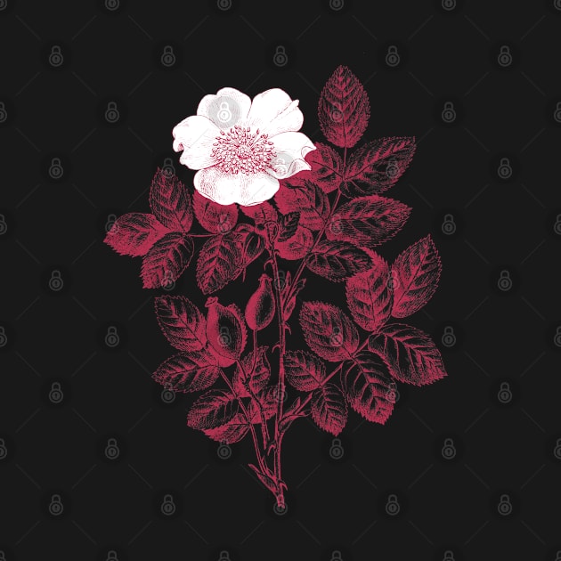 Wild Rose Monochrome Illustration by Biophilia