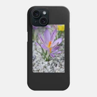 Crocus corsicus  AGM	  Corsican crocus Phone Case