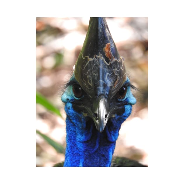 Cassowary by kirstybush