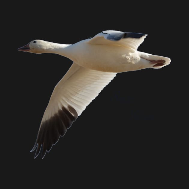 Snow Goose in Flight by Whisperingpeaks