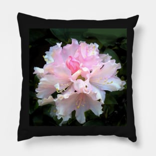 Pink flower, Rhododendron Pillow