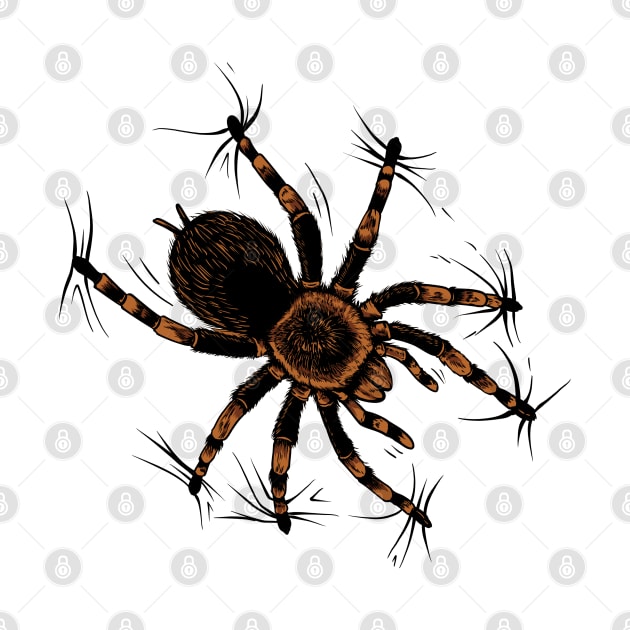 Spider lover - climbing tarantula by Modern Medieval Design