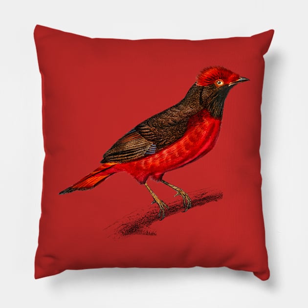 Vintage guianan red cotinga bird-animalia Pillow by Phantom Troupe