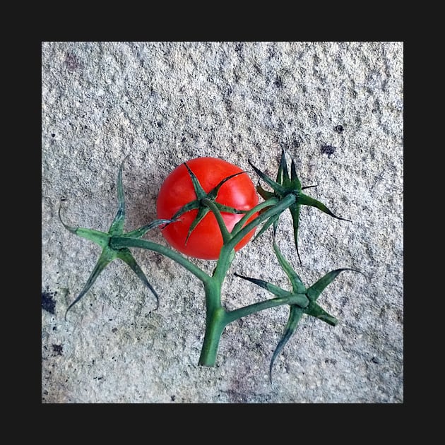 Ripe Red Tomato and Stems by oknoki