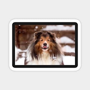 Shetland Sheepdog in the Snow Magnet