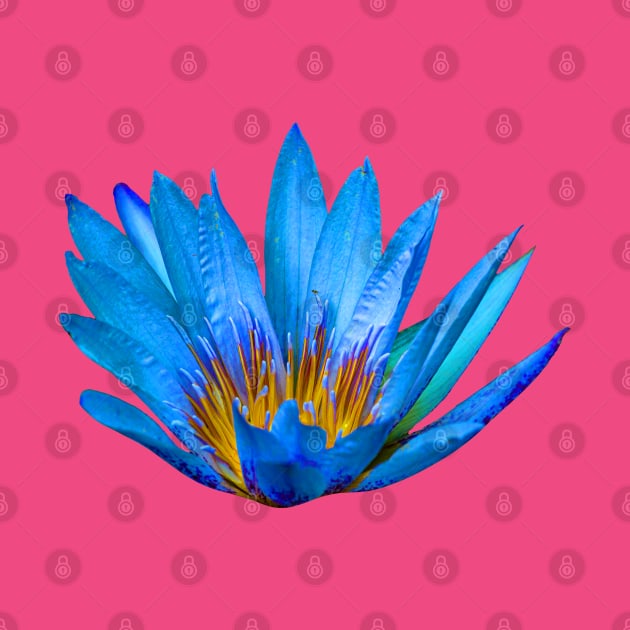 Blue Lotus flower by dalyndigaital2@gmail.com