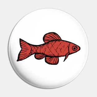 Cherry barb - freshwater aquarium fish Pin