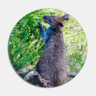 Swamp Wallaby Feeding! Pin