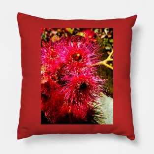 The Tasmanian Yellow Gum Pillow