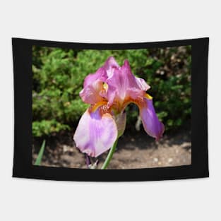 Fresh blooming iris in the Spring Tapestry