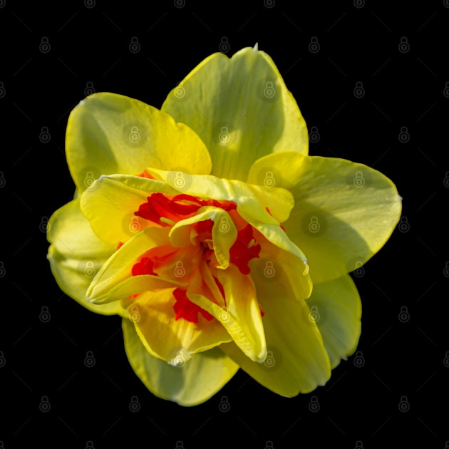 Daffodil by dalyndigaital2@gmail.com