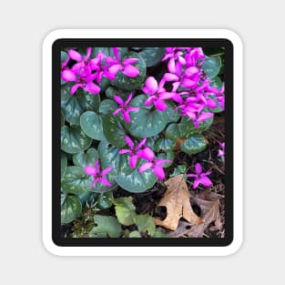 Mini Cyclamen Forest Wildflowers Magnet