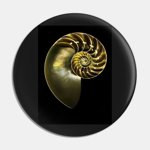 pearly nautilus Pin by lastgasp