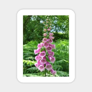 Pink Foxglove Magnet