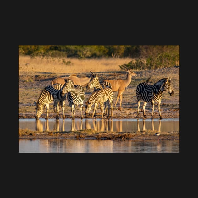 Zebras at Waterhole, Hwange National Park, Zimbabwe by AndrewGoodall