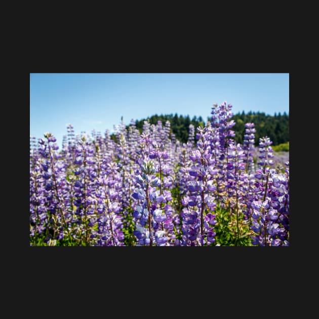 Close-up of lupine by blossomcophoto