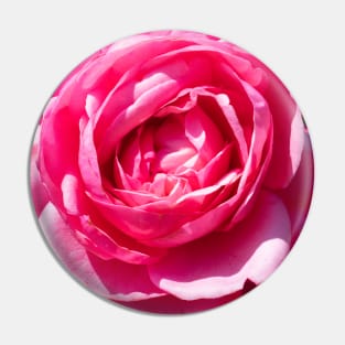 A Single Pink Rose Pin