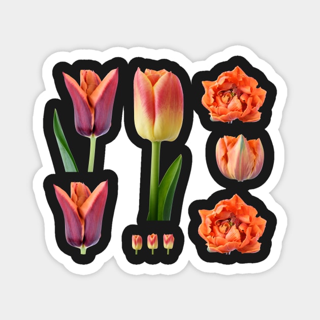 Tulipa 'Candy Corner' Triumph Tulip Magnet by chrisburrows