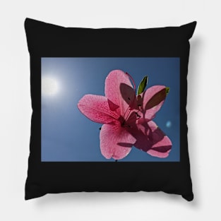 Pink Flower Sun Shadows Pillow