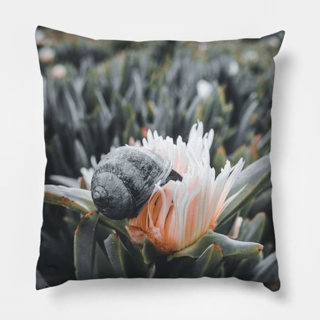 Snail Having Breakfast in Californian Yellow Flower Photo V3 Pillow by Family journey with God