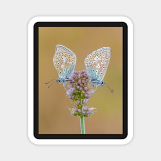 Two Common Blue Butterflies on Apple Mint Flower Magnet