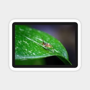 A gorgeous metallic jumper (Siler semiglaucus) saying hi from a Monstera Thai constellation! It's also know as colorful jumping spider and jade jumping spider Magnet