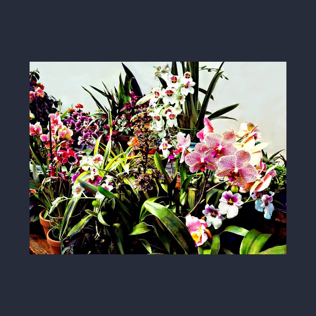 Orchids in the Garden Center by SusanSavad