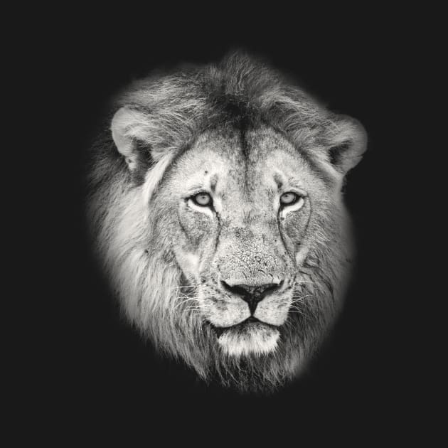 Lion Portrait African Wildlife by scotch